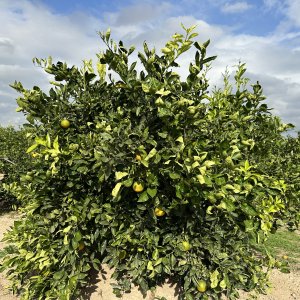Citrus x sinensis (Pomarančovník) ´VALENCIA´ - kont. C10L, výška 120-150 cm, obvod kmeňa 4/6 cm